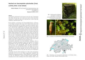 Floristik Neufund von Anacamptodon splachnoides (Froel ... - Bryolich