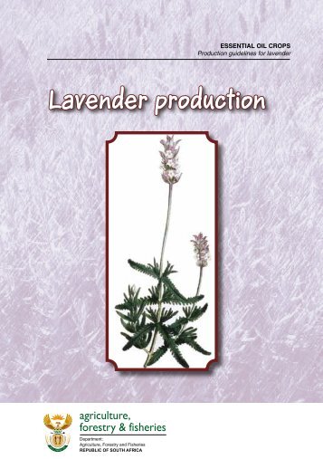 Lavender production - Department of Agriculture, Forestry and ...