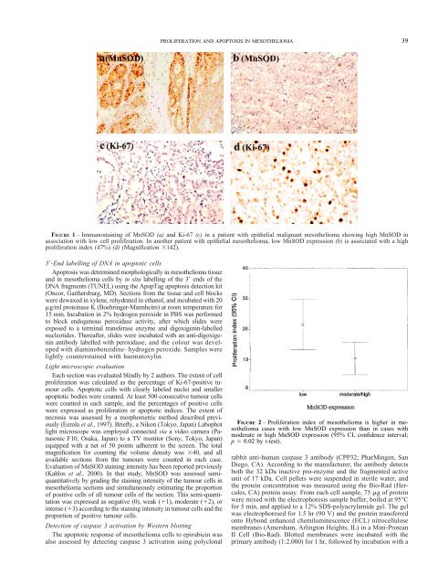 Proliferation, apoptosis, and manganese superoxide ... - Erbeofficinali