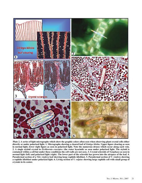 Texas Journal of Microscopy - Texas Society for Microscopy