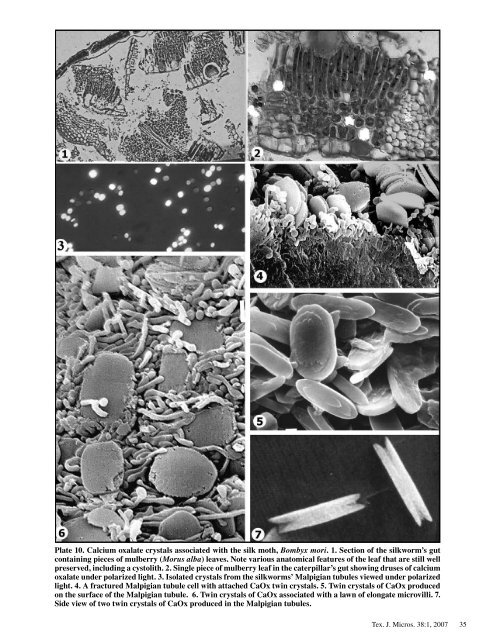 Texas Journal of Microscopy - Texas Society for Microscopy