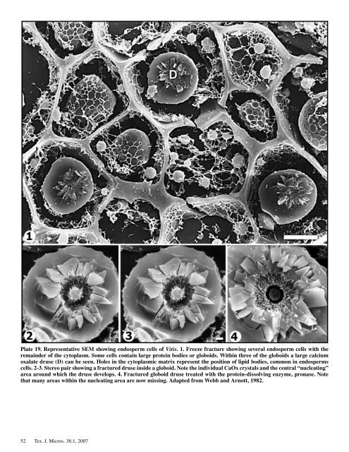 Texas Journal of Microscopy - Texas Society for Microscopy