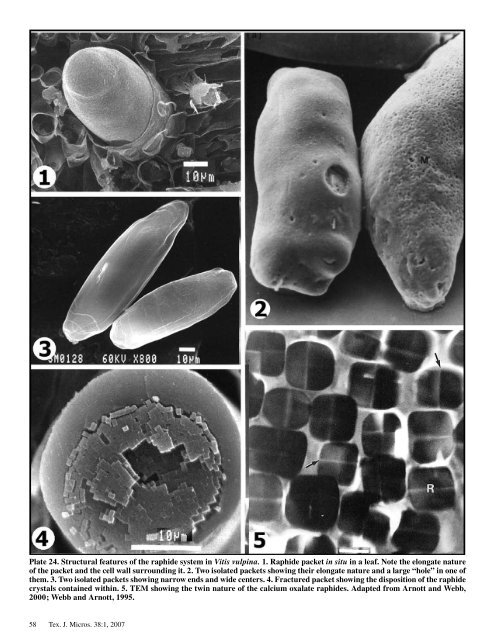 Texas Journal of Microscopy - Texas Society for Microscopy