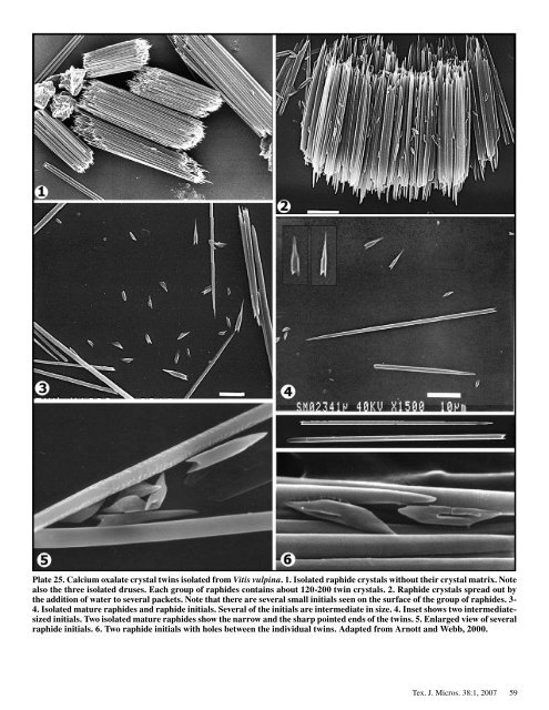 Texas Journal of Microscopy - Texas Society for Microscopy