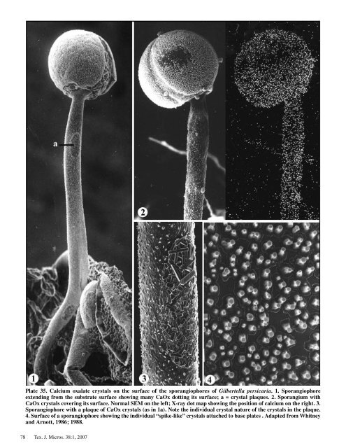 Texas Journal of Microscopy - Texas Society for Microscopy