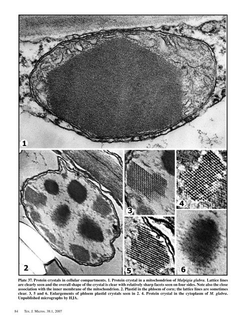 Texas Journal of Microscopy - Texas Society for Microscopy