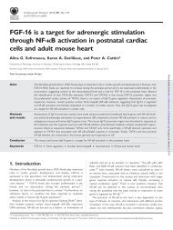 FGF-16 is a target for adrenergic stimulation through NF-kB ...