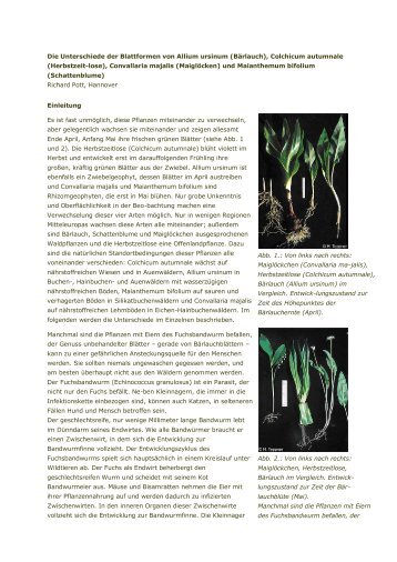 Die Unterschiede der Blattformen von Allium ursinum ... - Dr. Pandalis