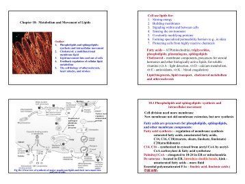Metabolism and Movement of Lipids