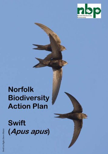 Norfolk Biodiversity Action Plan Swift (Apus apus) - Norfolk's ...