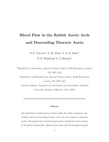 Blood Flow in the Rabbit Aortic Arch and Descending Thoracic Aorta