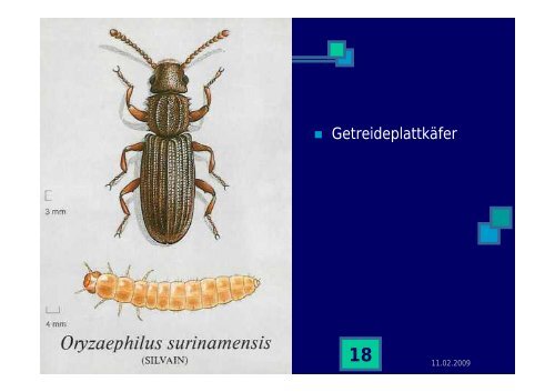 Strategien für die Regulierung von Lagerschädlingen in ... - Naturland