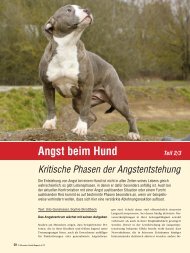 Angst beim Hund Teil 2/3 - Schweizer Hunde Magazin