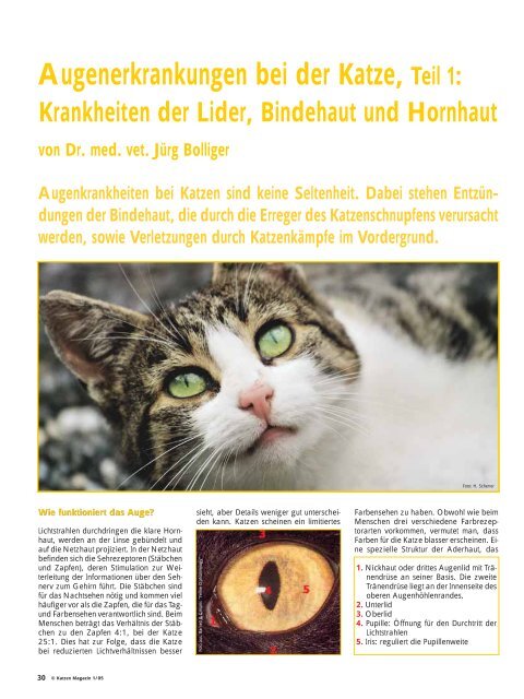 Augenerkrankungen bei der Katze, Teil 1: - BolligerTschuor