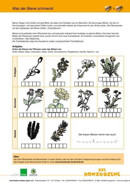 Die Honigbiene Wie lebt der kleine BestÃÂ¤uber? - Deutscher ...