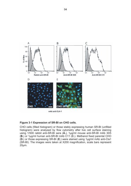 The role of scavenger receptor BI in hepatitis - eTheses Repository ...