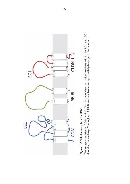 The role of scavenger receptor BI in hepatitis - eTheses Repository ...