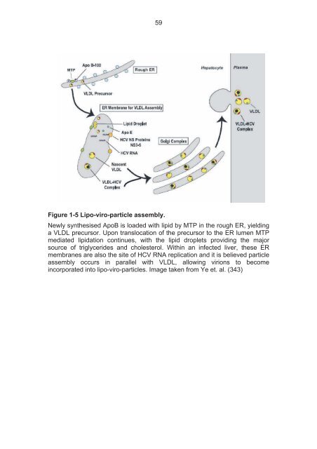 The role of scavenger receptor BI in hepatitis - eTheses Repository ...