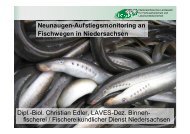 A. Neunaugen-Aufstiegsmonitoring - Wuemme-Meerforelle