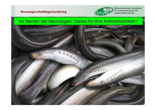 A. Neunaugen-Aufstiegsmonitoring - Wanderfische.de