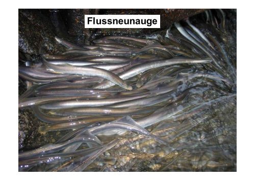 A. Neunaugen-Aufstiegsmonitoring - Wanderfische.de