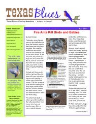 Fire Ants Kill Birds and Babies - Texas Bluebird Society