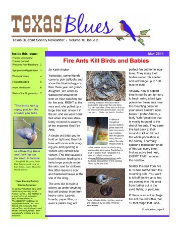 Fire Ants Kill Birds and Babies - Texas Bluebird Society