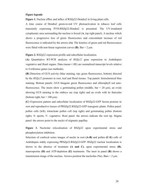 1 Running head: Dynamics of an Arabidopsis SR ... - Plant Physiology