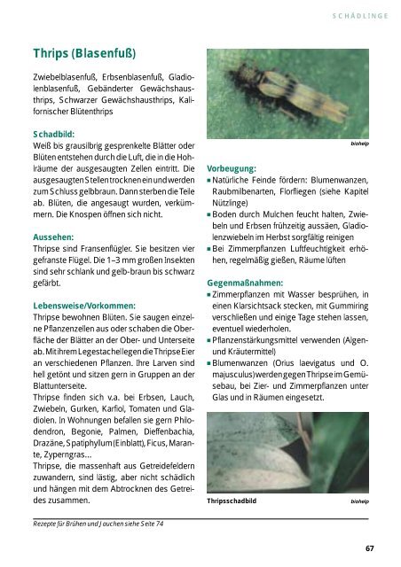 Schadlinge 66 Spinnmilbe