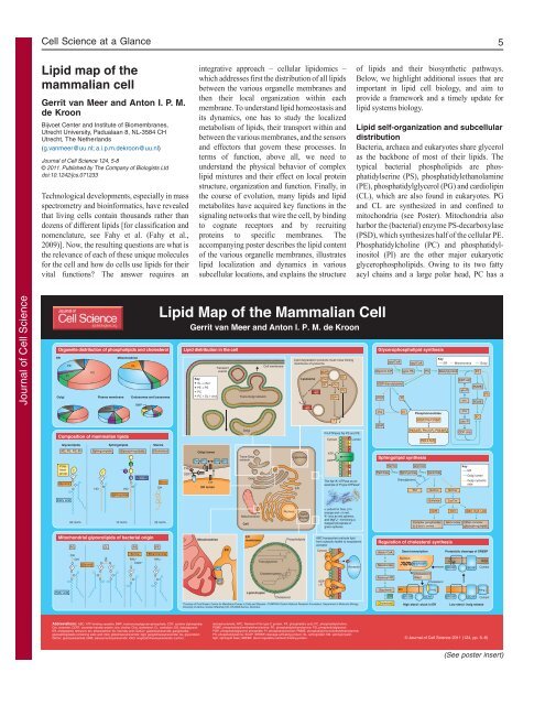 Lipid Map of the Mammalian Cell - Journal of Cell Science - The ...