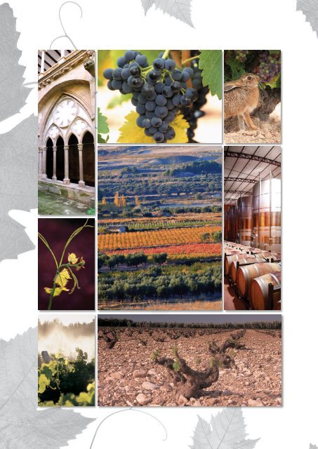 Ruta de la Garnacha (PDF) - Bodegas Ruberte