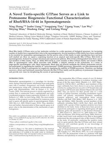 A Novel Testis-specific GTPase Serves as a Link to Proteasome ...