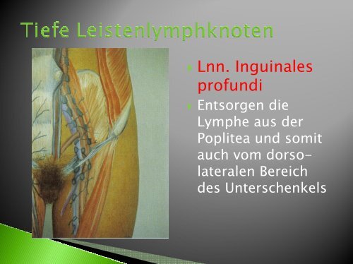 Physiologie der Lymphgefäße