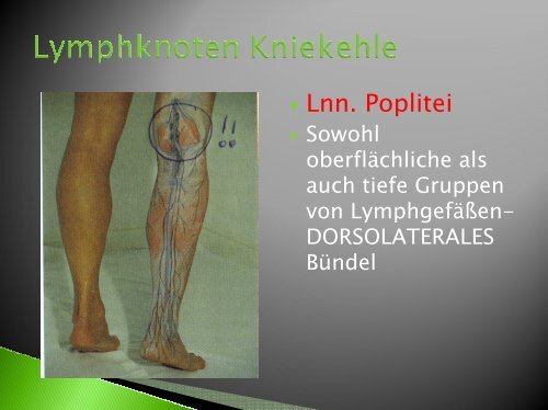 Physiologie der Lymphgefäße