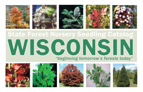 State Forest Nursery Seedling Catalog - Wisconsin Department of ...