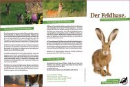 Der Feldhase. - Deutsche Wildtier Stiftung