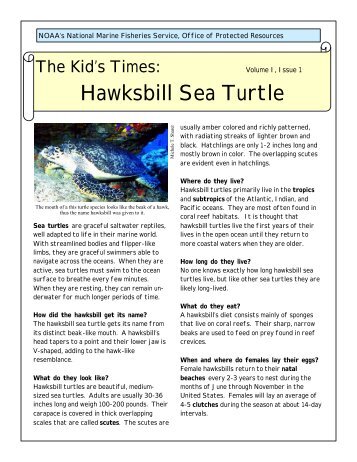 Kid's Times: Hawksbill Sea Turtle - National Marine Fisheries ...