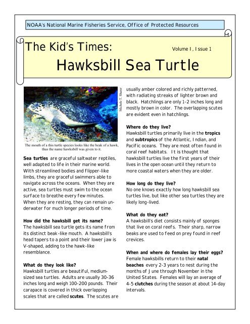 Kid's Times: Hawksbill Sea Turtle - National Marine Fisheries ...