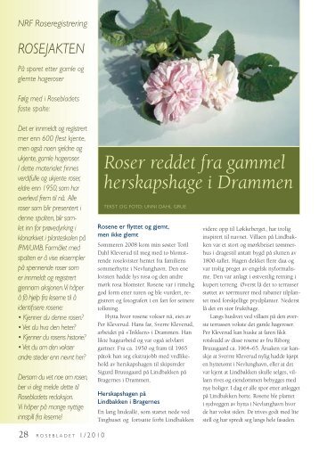 Roser reddet fra gammel herskapshage i Drammen - Norsk ...