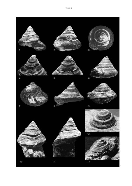 Gastropoden aus den Belpberg-Schichten (Obere Meeresmolasse ...