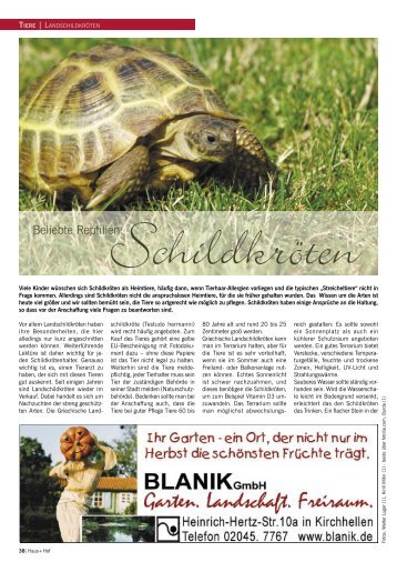 Beliebte Reptilien: Schildkröten