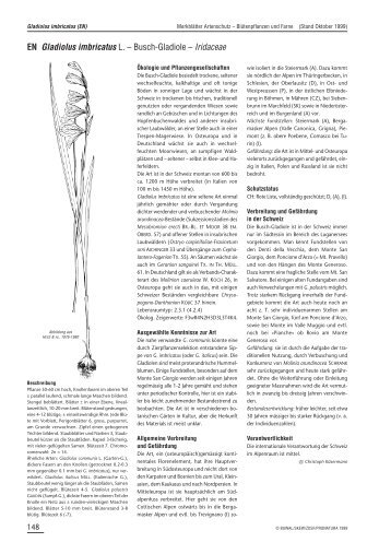 EN Gladiolus imbricatus L. – Busch-Gladiole – Iridaceae - Info Flora