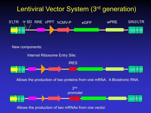 Lentiviral Vectors: design, production, and titration