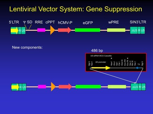 Lentiviral Vectors: design, production, and titration