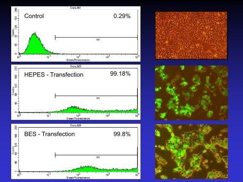 Lentiviral Vectors: design, production, and titration