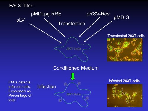 Lentiviral Vectors: design, production, and titration