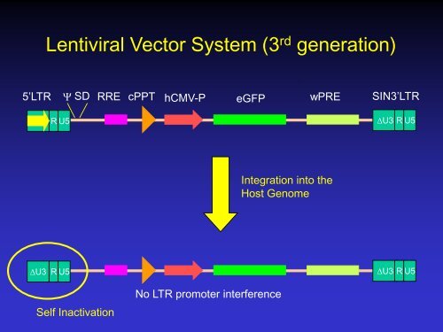 Lentiviral Vectors: design, production, and titration