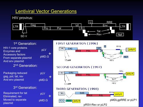 Lentiviral Vectors: design, production, and titration