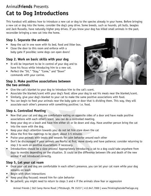 Cat To Dog Introductions Animal Friends Cat To Dog Introductions Animal Friends