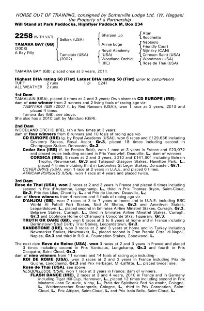 December Mare Sale - Tattersalls